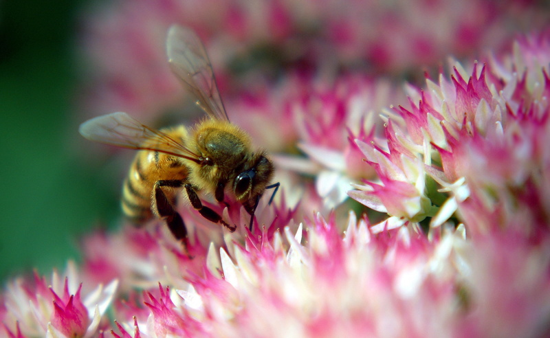invertebrate, pink color, yellow, Insects, flower head, animal themes, close-up, 2K, beauty in nature, pollen, outdoors, honey, one animal, bumblebee
