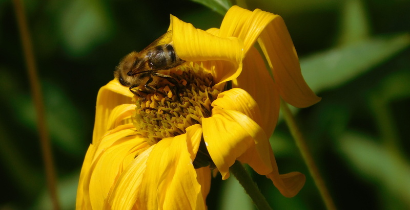 nature, hard working, yellow, vulnerability, petal, bee, honey bee, sprinkle, collect pollen, plant, animal wildlife, macro shot bee, animal themes, no people