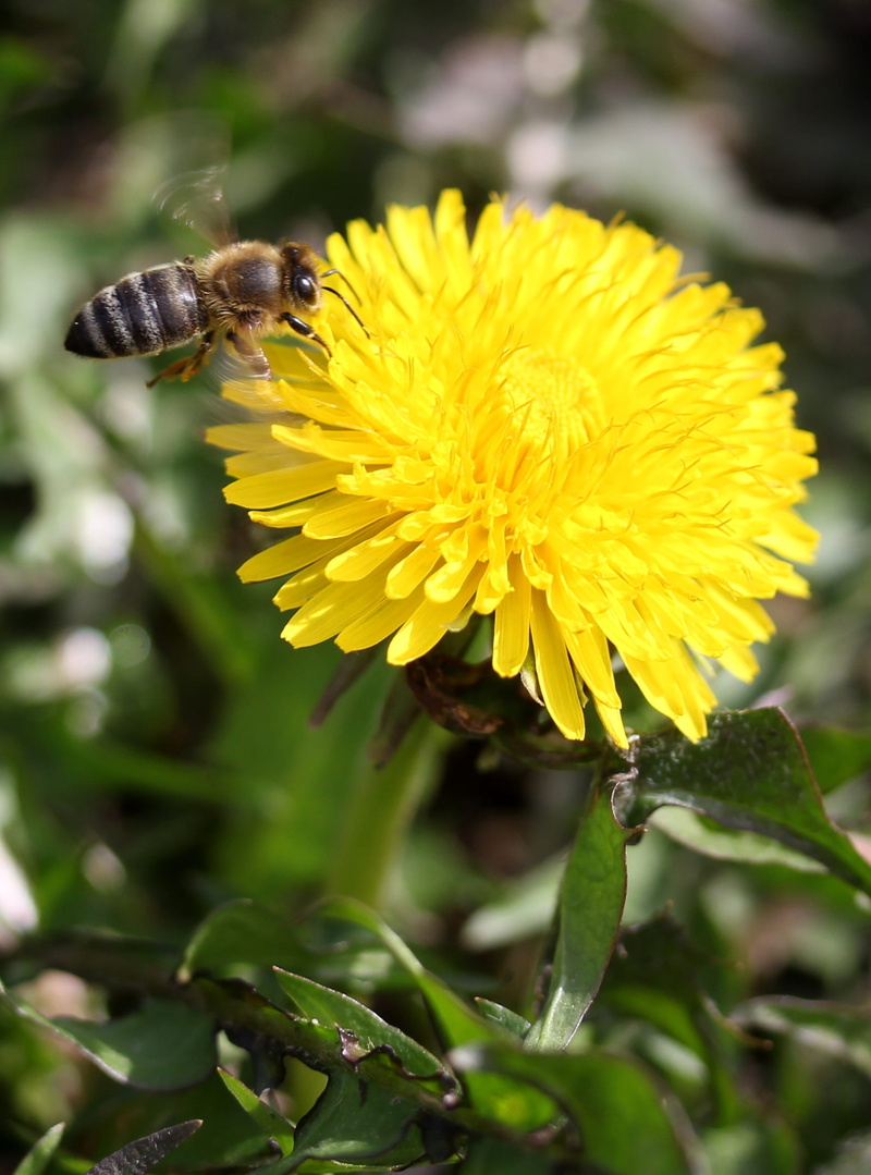 insecta, animal wildlife, dandelion, freshness, animal themes, invertebrate, yellow, petal, bee, vulnerability, insect, diligent, no people, flight, flower head