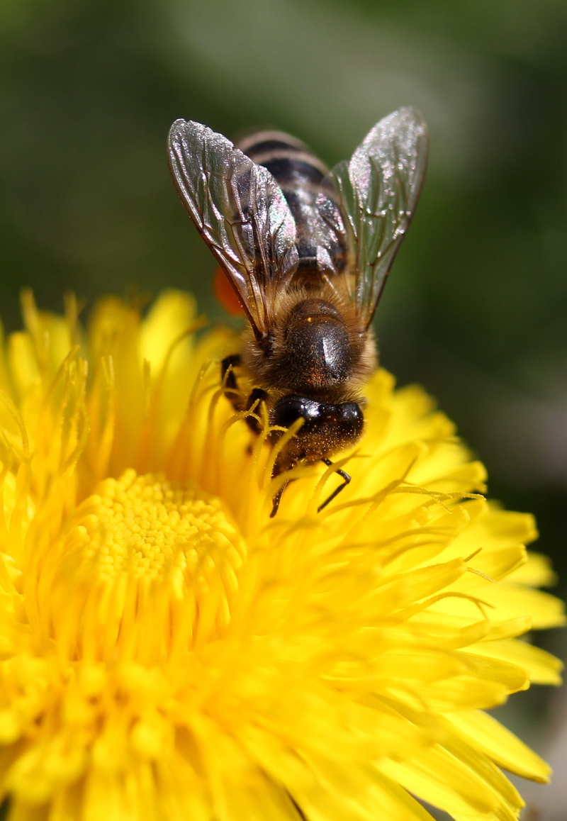 outdoors, animal wildlife, invertebrate, yellow, nature, diligent, one animal, flower, no people, flowering plant, flower head, animals in the wild, plant