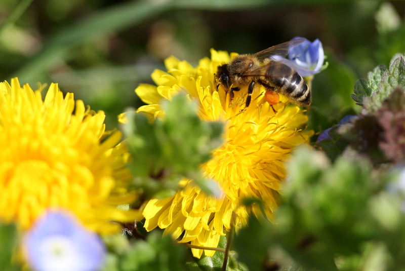 purple, animal themes, insecta, animal, flower, flowering plant, plant, petal, outdoors, one animal, close-up, beauty in nature, invertebrate, insect, diligent