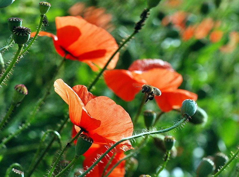 Flower, day, plant part, photography, pollen, leaf, outdoors, 1080P, nature, diligence, orange color, petal, Bee, freshness, beauty in nature, flight