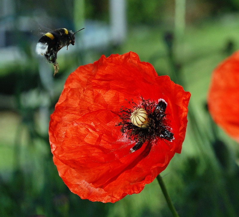 vulnerability, animal, focus on foreground, one animal, poland village, pollination of flowers, animal themes, no people, fragility, flowers, Poppies, pollination
