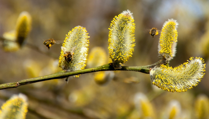 kitten, outdoors, day, diligence, two, nature conservation, flowering plant, tree, macro, nature, work, harbinger of spring, insect, 2K, beauty in nature