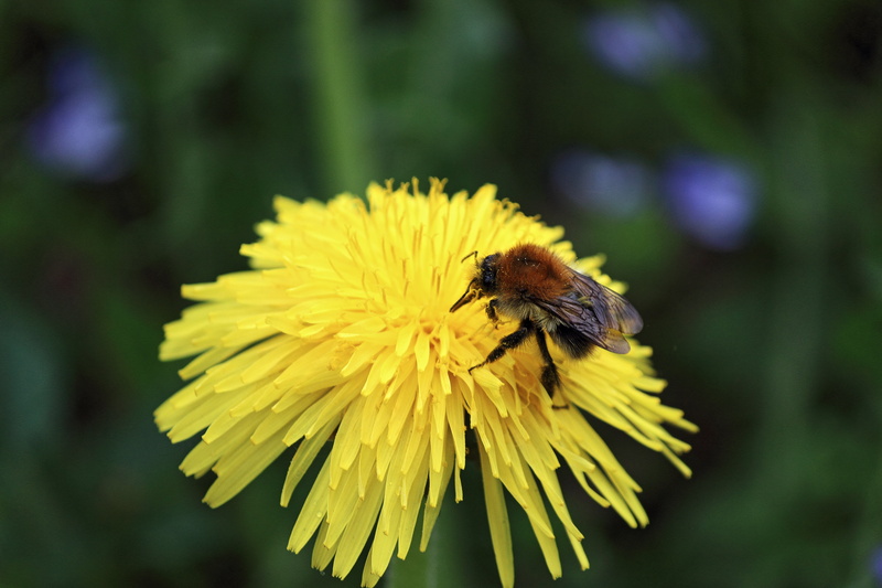 animals in the wild, no people, macro, bee, beauty in nature, flower head, plant, vulnerability, 5K, outdoors, freshness, yellow, close, close-up, diligence