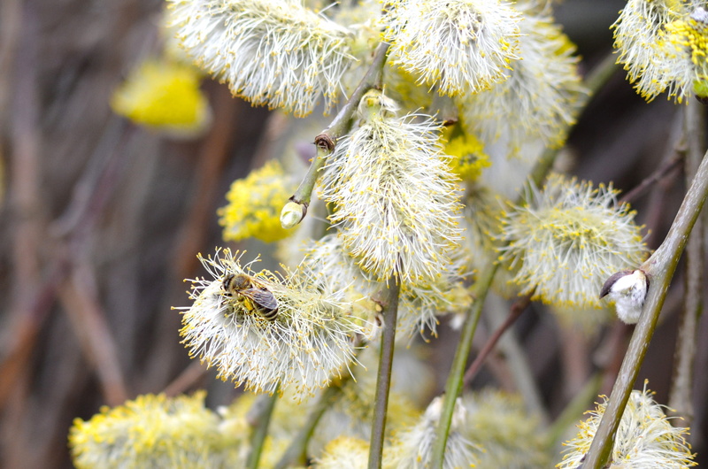 springtime, garden, flower head, diligence, freshness, bee pollen, pasture, fragility, spring, beauty in nature, willow catkin, flower, pollen, grazing greenhouse