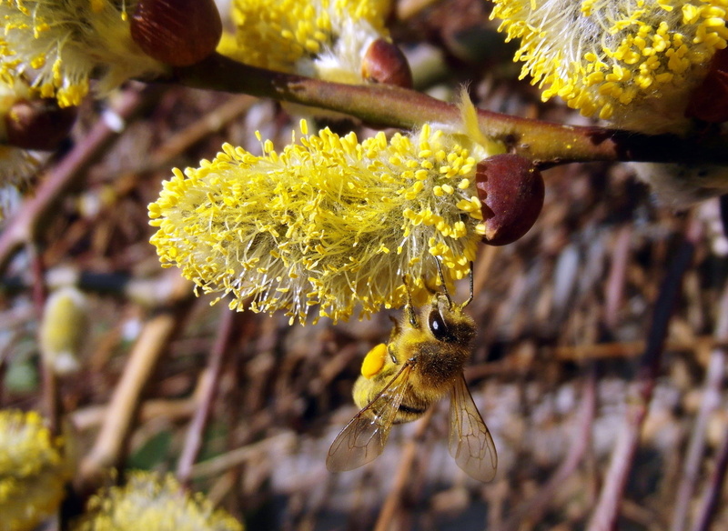 yellow, diligence, collect, flower head, flower, hard working, pollination, vulnerability, March, invertebrate, growth, nature, pussy willow, Honey Bee