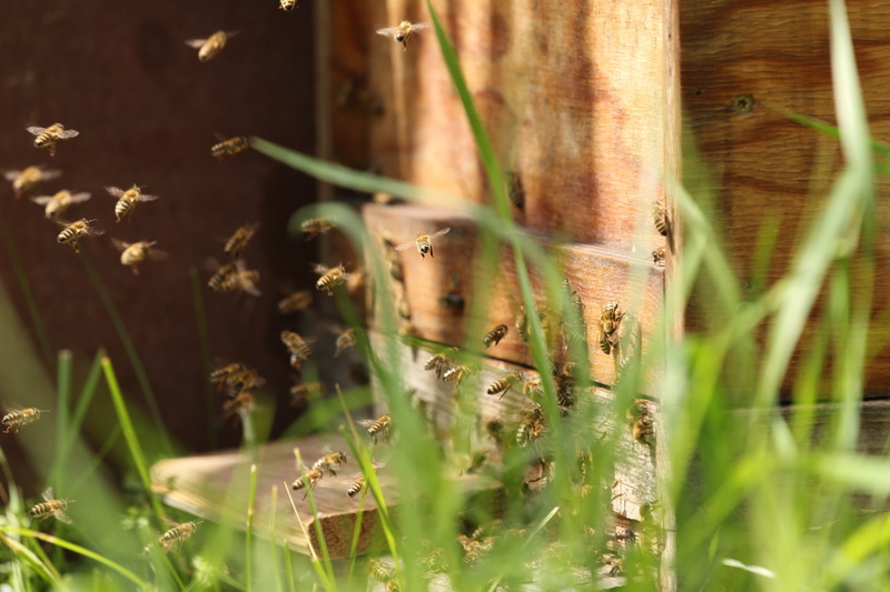 animal, animal wildlife, animals in the wild, close-up, day, green color, nature, insect, honey, land, fly, hard working, growth, field, selective focus