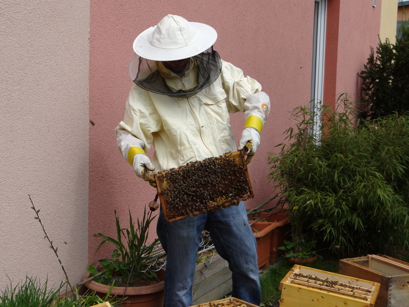 hive, real people, bees, collect, insect, honey bees, hat, lifestyles, one person, outdoors, beekeeper, holding, leisure activity, obscured face, 4K, casual clothing