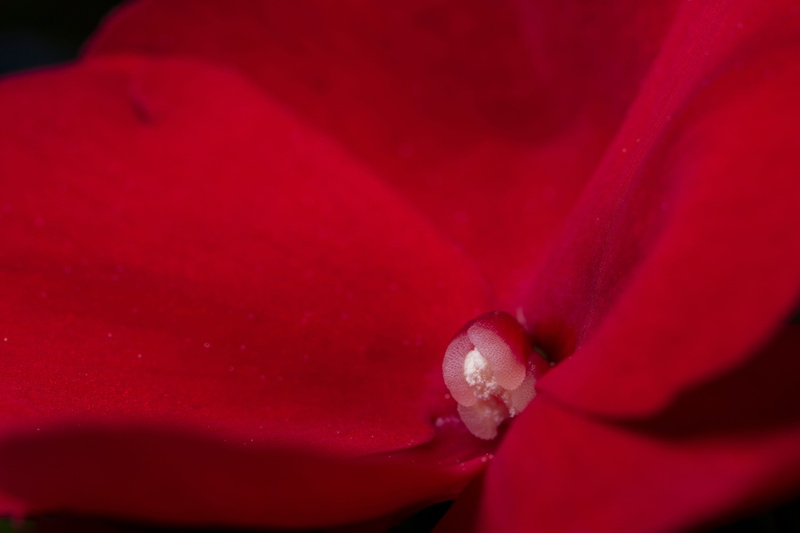 bloom, 5K, beauty in nature, softness, extreme close-up, purity, blossom, diligent practice of impatiens, outdoors, flowering plant, pollen, nature, flower head