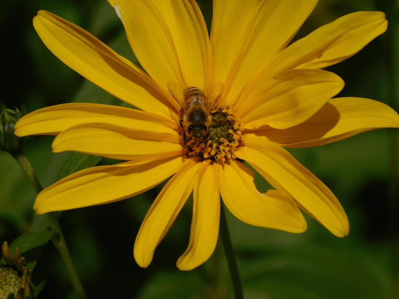 flowering plant, animal themes, pollination, plant, honey bee, flower head, invertebrate, one animal, flower, pollen, beauty in nature, sprinkle, work diligently