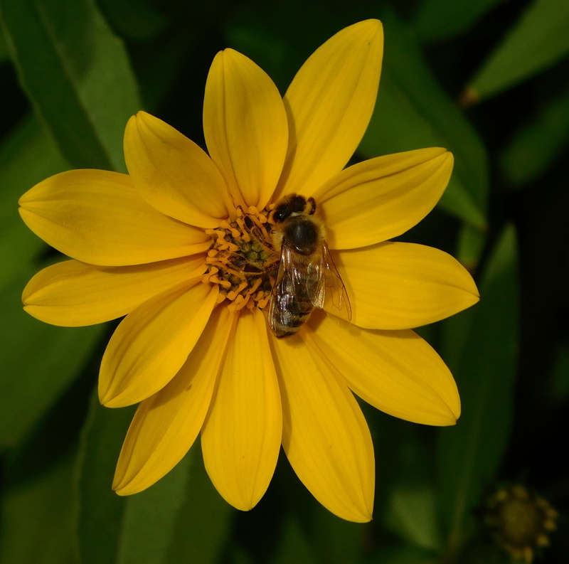 pollination, one animal, work fließig, insect, outdoors, yellow, growth, close-up, apiformes, inflorescence, apidae, beauty in nature, no people, plant