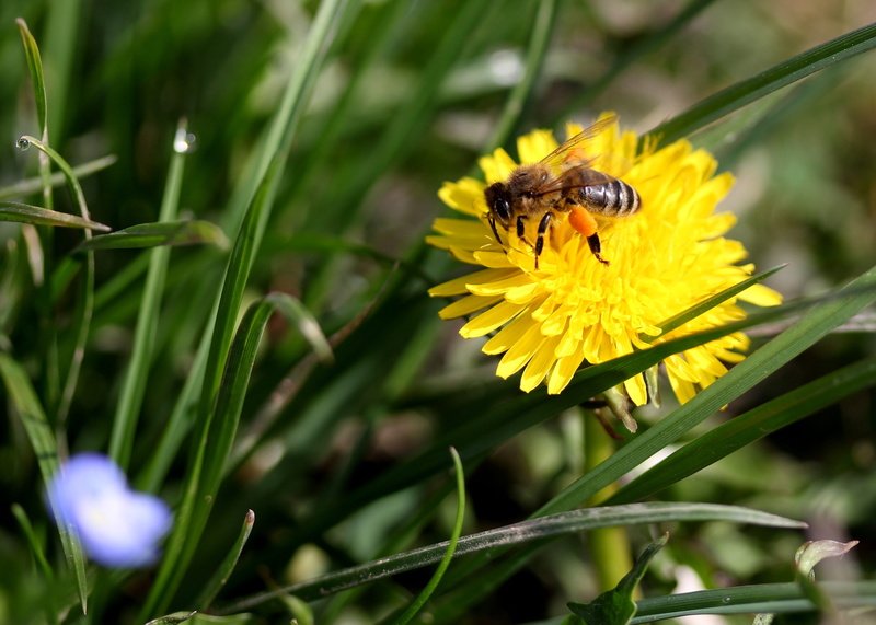 plant, springtime, nature, pollen, close-up, flowering plant, diligent, flower head, freshness, animal themes, animal, beauty in nature, invertebrate, no people