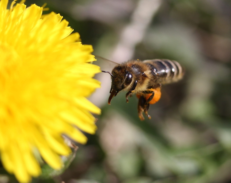 inflorescence, insect, plant, bee, diligent, animal, flower head, animal wildlife, invertebrate, flower, animals in the wild, no people, one animal, 1080P