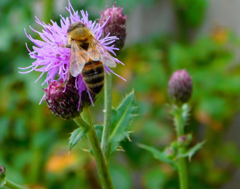 animal themes, freshness, bloom, flower head, work diligently, animal wildlife, collect nectar, animal, hard working, bee on flower, wild flowers, no people