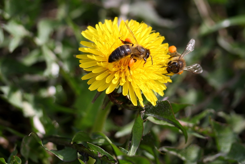 diligent, yellow, nature, animal themes, 2K, outdoors, animals in the wild, pollen, close-up, flower, insecta, beauty in nature, dandelion, pollination