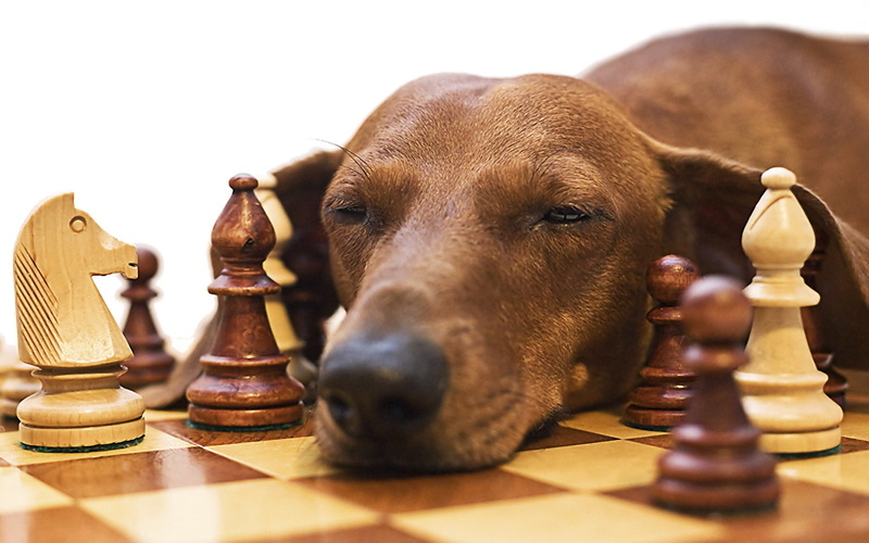 winning, fatigue, king - chess piece, pawn - Chess Piece, success, white, 1080P, game, sport, competition, no People, chess Board, strategy, animal, arts culture and entertainment