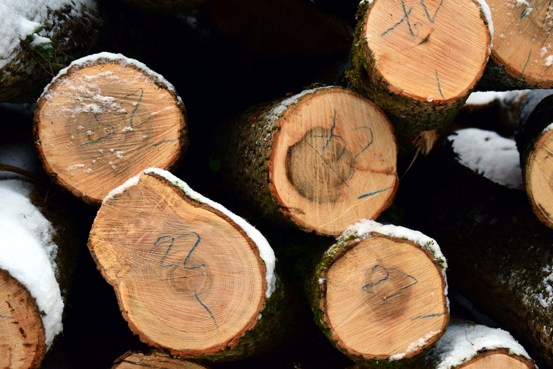 cold, woodpile, snowy, full frame, tree trunks, fuel and power generation, backgrounds, wood made, grain, snow, wintry, 5K, tribe, outdoors, lumber industry