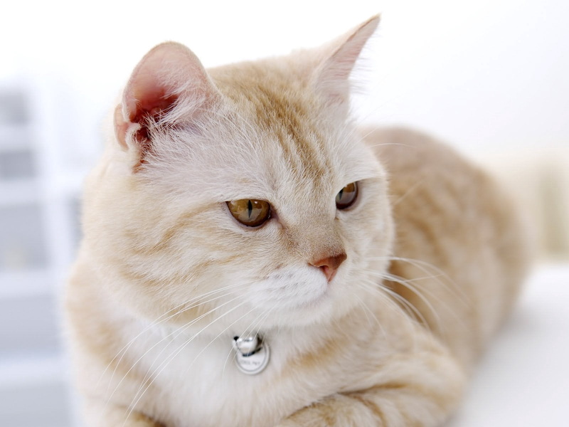 domestic, animal body part, tabby, cat, no people, white color, close-up, looking, muzzle, vertebrate, looking away, animal, animal themes, domestic animals