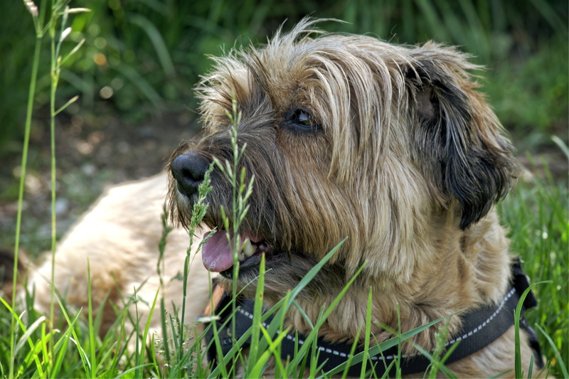 pets, puppy, plant, meadow, domestic animals, animal head, purebred Dog, fatigue, animal body part, tibetan terrier, vertebrate, looking away, small, mammal