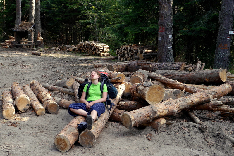 woodpile, fossil fuel, firewood, day, wood, real people, nature, tourism, tree, 2K, forest, front view, Bulgaria, sitting, Breather, wood - material, lumber industry