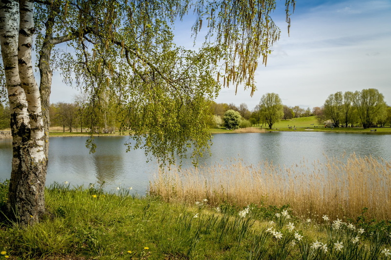 landscape, reflection, growth, no people, sky, leaf, trees, green, lake, plant, water, tree, nature, day, non-urban scene, 1080P, grass, spring, beside