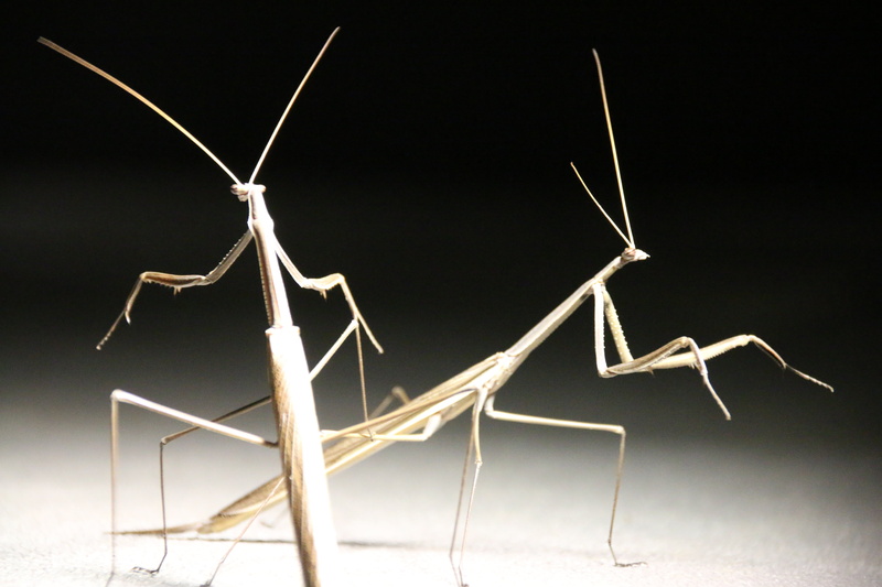 indoors, gray, nature, bug, four objects, no people, stick insect, connection, close-up, 5K, colored background, choice, illuminated, simplicity, studio shot