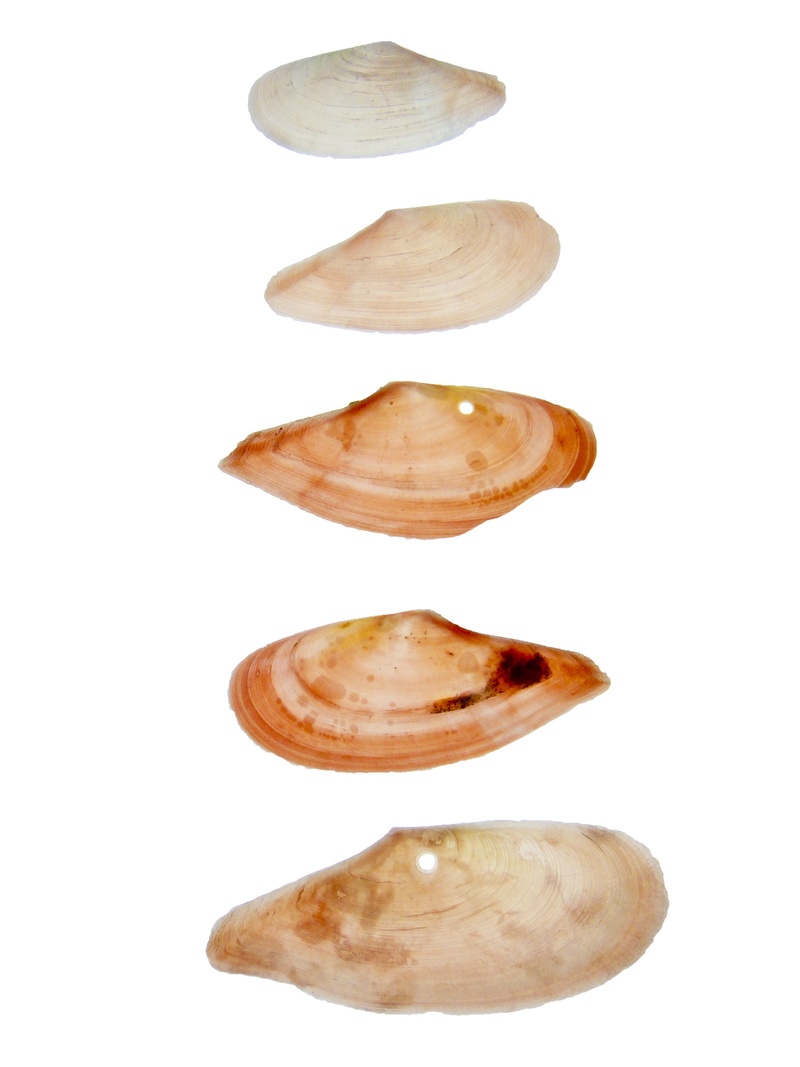 2K, sea, no people, white background, snack, food and drink, benigai, wellbeing, indoors, single object, shell, medium group of objects, clams, vegetable
