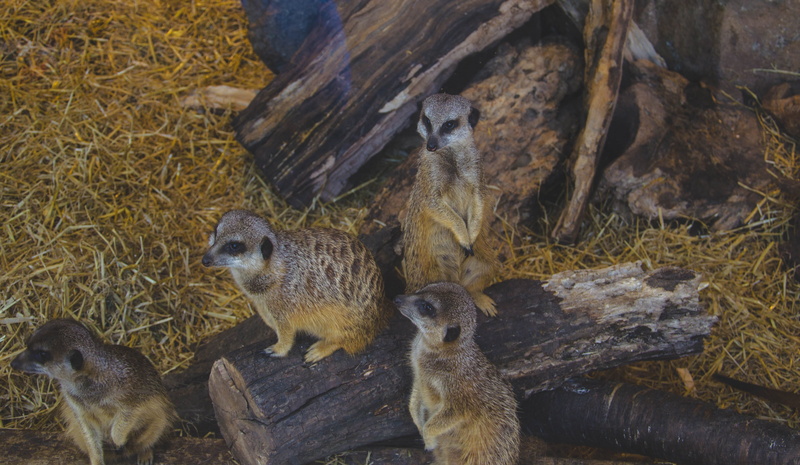 zoo, rock, group of animals, vertebrate, black, wildlife, nature, meerkats, trunk, brown, rodent, four animals, animal family, 4K, rock - object, meerkat