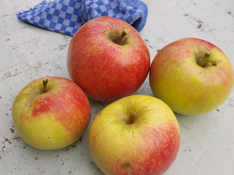 food and drink, apple - fruit, wood - material, fruit, gardening, healthy, summer, natural, nutrition, wellbeing, sweet, four objects, three objects, apple with worm