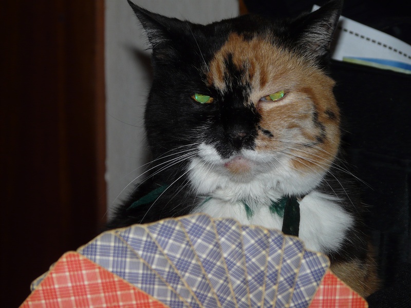 short, looking at camera, play, poker, rummy, cards, animal eye, animal body part, domestic Cat, bluff, orange, whisker, one animal, black, card game, pets