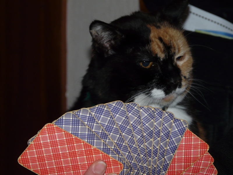 indoors, pets, people, play, lack of interest, domestic cat, vertebrate, playing, whisker, cards, near, feline, cat, rummy, focus on foreground, animal eye
